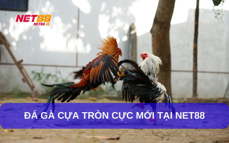 Đá gà cựa tròn là như thế nào?