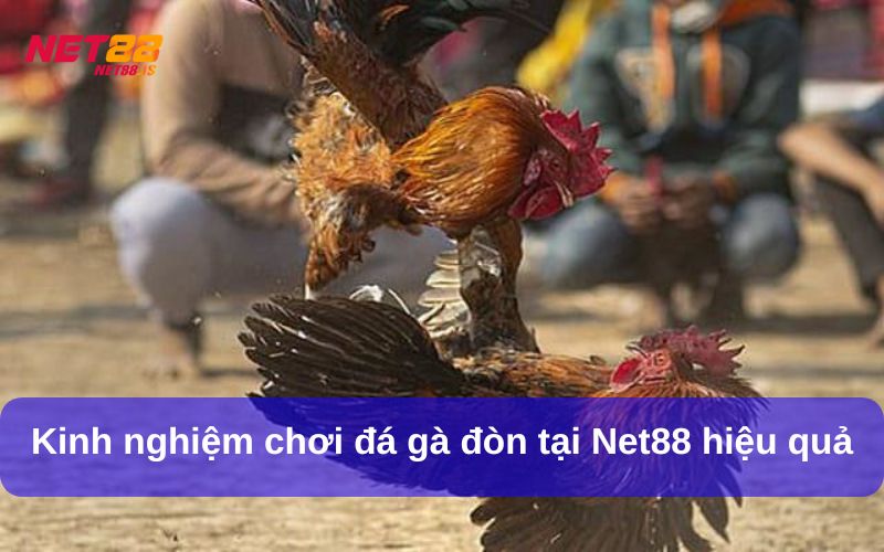 Kinh nghiệm chơi đá gà đòn tại Net88 hiệu quả