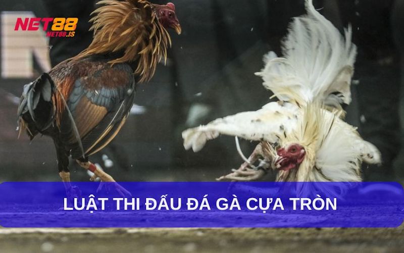 Luật thi đấu của gà cựa tròn