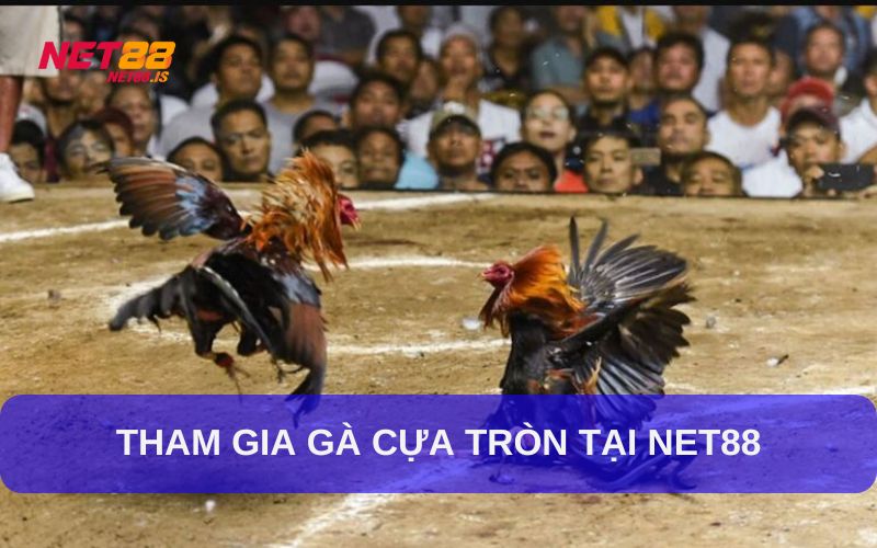 Tham gia gà cựa tròn tại Net88