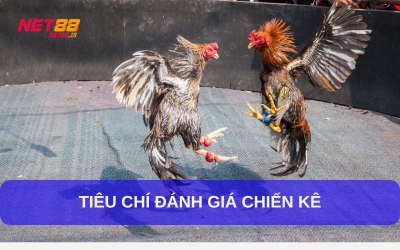 Tiêu chí đánh giá chiến kê đấu gà cựa tròn