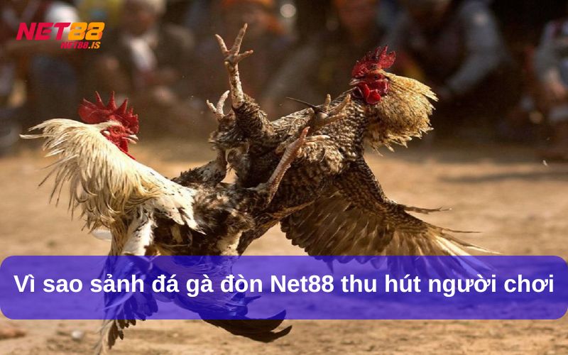 Vì sao sảnh đá gà đòn Net88 thu hút người chơi
