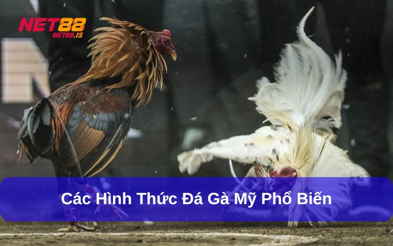 Các hình thức Đá gà Mỹ phổ biến hiện nay