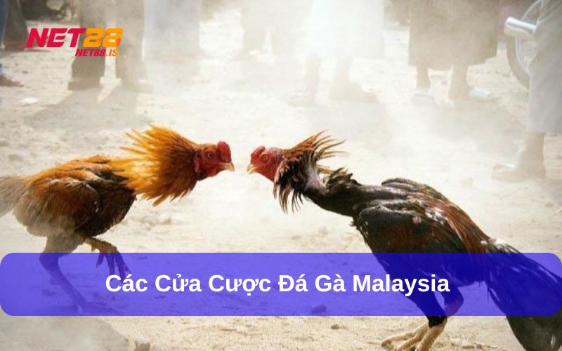 Đá gà Malaysia có 3 cửa cược phổ biến