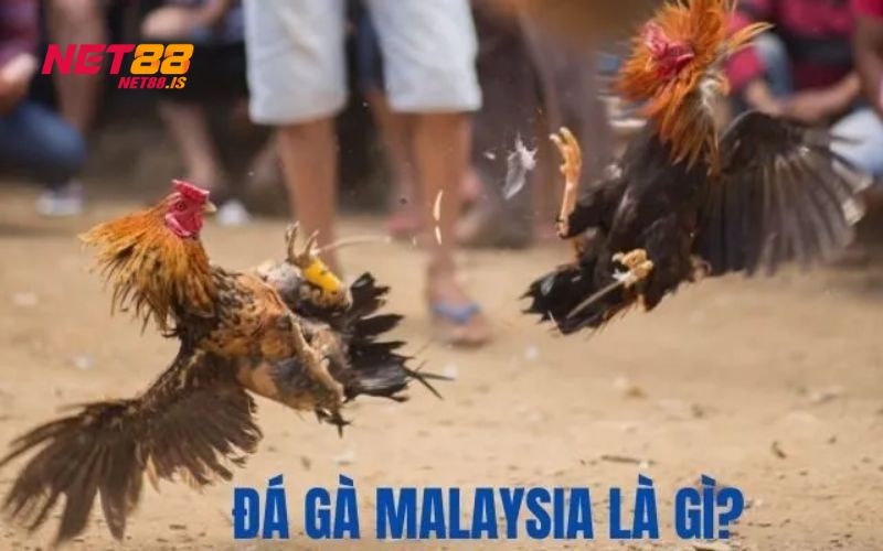 Đá gà Malaysia là trận đấu diễn ra tại các sới gà ở đất nước này
