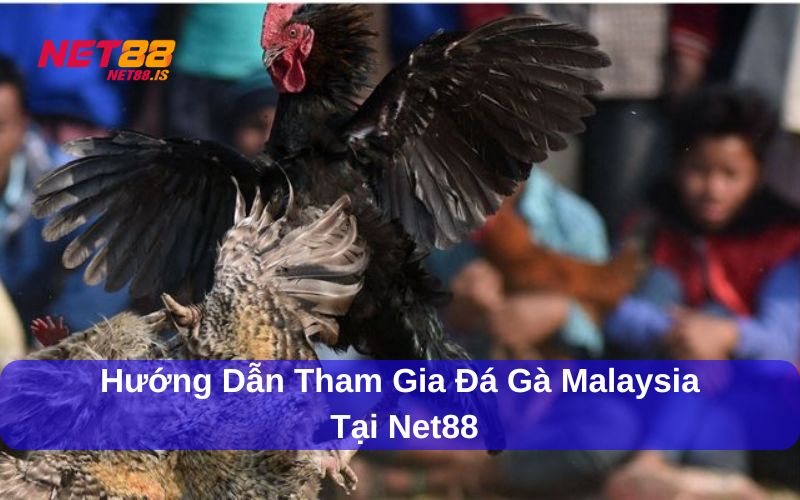  Đá gà Malaysia tại Net88 uy tín và an toàn