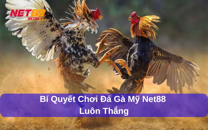 Đá gà Mỹ và những bí quyết chơi hiệu quả tại Net88