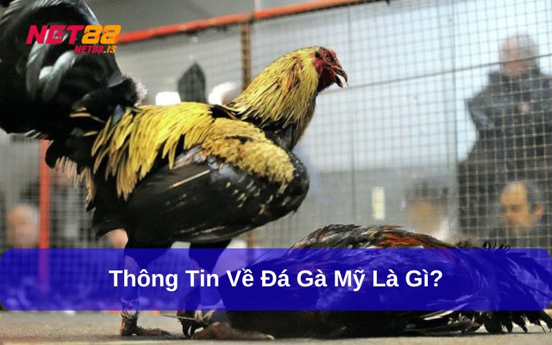 Đá gà Mỹ và những thông tin giới thiệu chi tiết