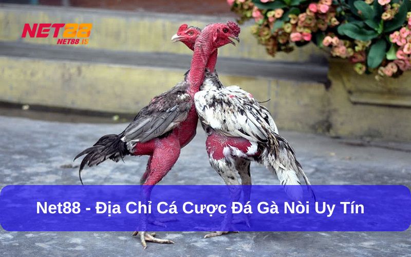 Chơi đá gà nòi trả thưởng minh bạch tại Net88