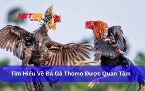 Đá gà Thomo