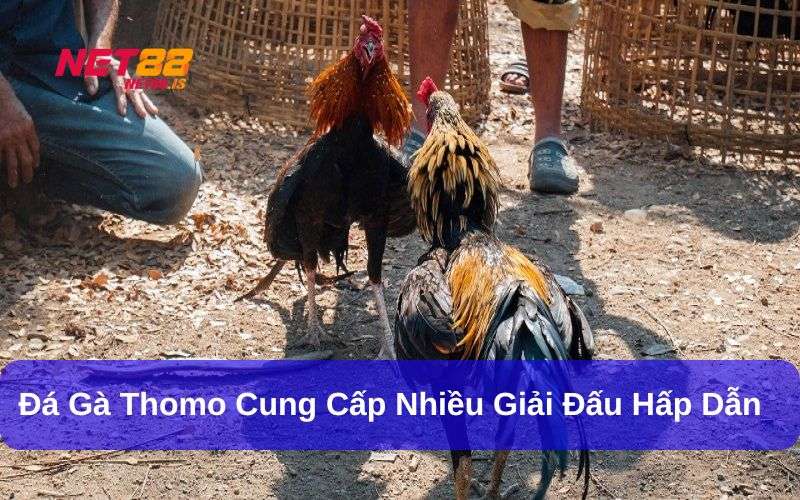 Giải đấu đá gà nòi tại trường thi đấu Thomo