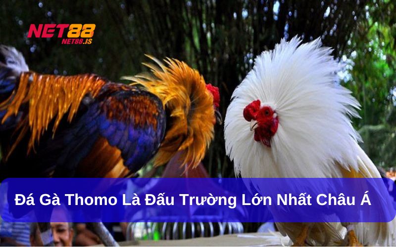 Đá gà Thomo là nơi diễn ra hàng trăm trận đấu kịch tính