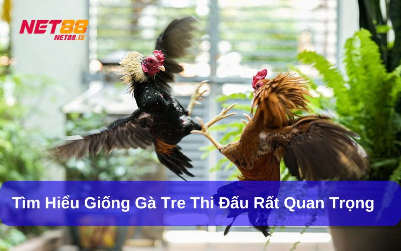 Tìm hiểu về giống gà tre sử dụng trong thi đấu rất quan trọng