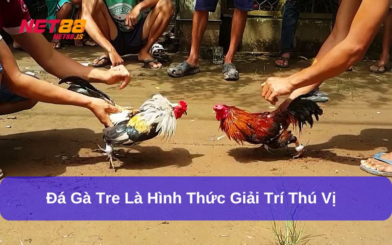 Đá gà tre là hình thức thi đấu rất được yêu thích