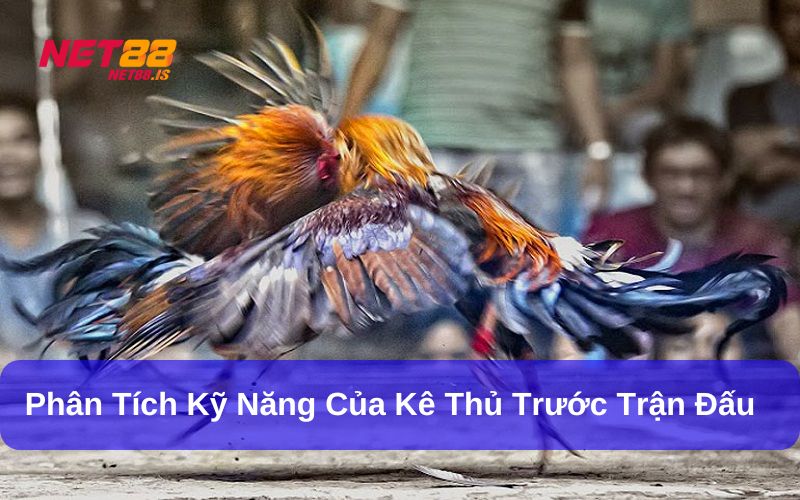 Phân tích thể lực, kỹ năng của chiến kê trước ván đấu